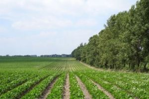 Ministrul Apelor şi Pădurilor, Ioan Deneş, vrea perdele forestiere în judeţul Constanţa