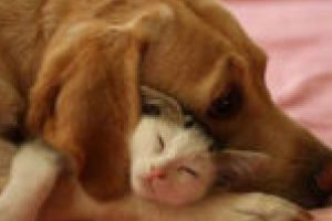 Adoptă un căţeluş sau o pisică între Ziua Îndrăgostiţilor şi Dragobete! Târg de profil organizat sâmbătă
