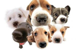 Napoca Dog Show – expoziţie şi concurs de câini în Sala Polivalentă