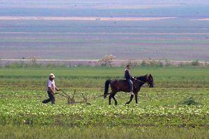 În ianuarie, judeţul Galaţi a fost campion naţional la vânzări de terenuri agricole