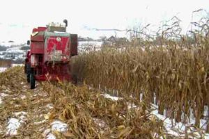 Campanie agricolă de iarnă în judeţul Alba: Fermierii dintr-o comună au recoltat porumbul lăsat în câmp peste iarnă