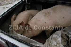 S-a incheiat misiunea  expertilor europeni, privind stabilirea zonelor de restrictie impuse de evolutia pestei porcine africane 