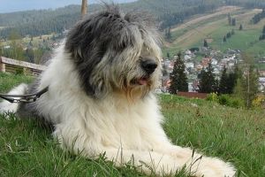 Câini de rasă, furaţi din curţile oamenilor – Un sibian îşi caută ciobănescul mioritic