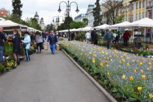 Primăria Târgu-Mureş oferă spre vânzare flori cu prilejul sărbătorilor de primăvară