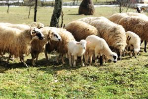 Până pe 28 martie, DAJ Gorj primeşte cereri pentru ajutorul de minimis