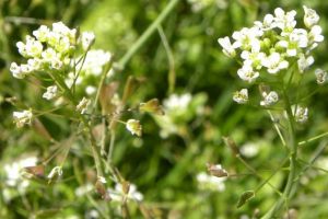 Traista-ciobanului (Capsella bursa-pastoris) – beneficii şi proprietăţi
