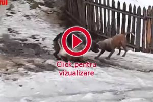 Dosar penal pentru un tânăr care şi-a asmuţit câinii de luptă asupra unui câine ...