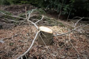 Patru bărbaţi amendaţi pentru nereguli la regimul silvic, într-o singură zi