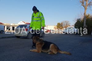 Patrupedul erou Bingo, demonstratie la sediul IPJ Constanta. Cainele a ajutat la prinderea talharului de la Valu lui Traian (galerie foto)