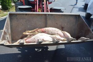 DSVSA Bihor: Numărul focarelor de pestă porcină africană din judeţ a scăzut, dar tot apar cazuri noi