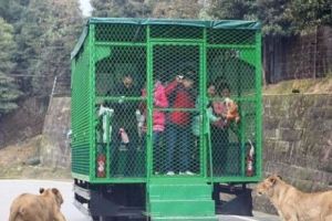 Grădina zoologică unde oamenii stau în cuşti şi animalele sălbatice sunt libere