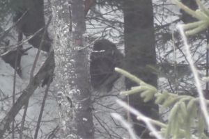 Urs abia ieşit din somnul de iarnă, filmat într-o pădure din Parcul Naţional Călimani