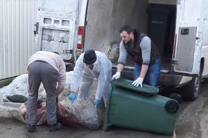 Pesta porcină africană a fost confirmată într-o gospodărie din judeţul Bacău