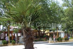 Cei 16 palmieri din municipiul Constanta vor ierna in serele Pomacost
