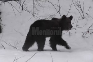 Imagini inedite cu un urs abia ieşit din hibernare în Parcul Naţional Călimani