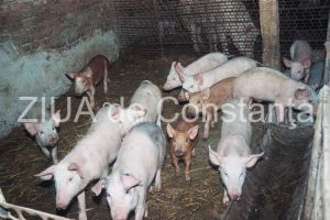 Pesta porcina africana a fost confirmata intr-o gospodarie din judetul Bacau