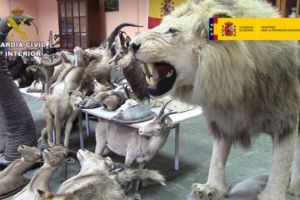 Peste 200 de animale din specii protejate, găsite împăiate într-un atelier ilegal de taxidermie