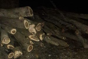 Jandarmii au dat amenzi pentru însuşire fără drept şi transport de lemn fără aviz