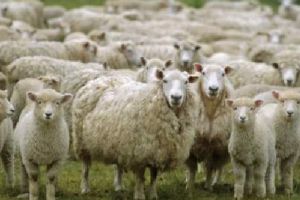 Peste 130 de animale pentru care s-a solicitat subvenţie, în minus la ferma unui poliţist