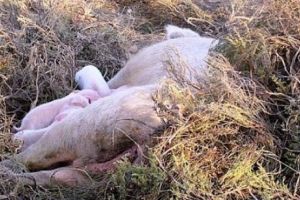 Alertă cu PESTĂ PORCINĂ la un depozit din Timiş. De unde provin SUTELE de KILOGRAME de CARNE