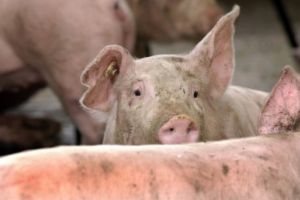 Două noi focare de pestă porcină, confirmate