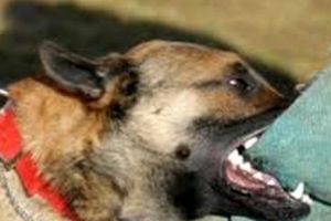 ŞOCANT. Bunica şi nepoţelul de 7 ani  au fost făcuţi praf de un câine ciobănesc. Medicii au fost ÎNGROZIŢI când au văzut rănile