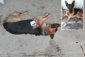 Crimă legală! Procurorii din Beiuş au închis dosarul vânătorilor care au împuşcat doi câini, dintre care unul mortal