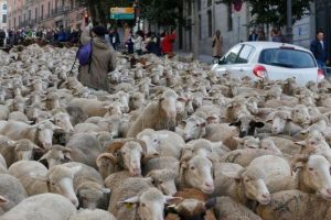 Stiati ca un parlamentar de Valcea are peste 3000 de oi?! Cititi aici cine este CIOBANUL