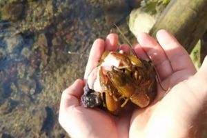 Racul Bihorean: Cea de-a şasea specie de rac din Europa a fost găsită în Munţii Apuseni (VIDEO)