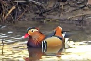 RAR: O rata spectaculoasa a aparut pe raul Sasar, in Baia Mare (VIDEO)