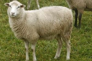 Romania poate exporta carne de oaie si ovine catre Iran. In sase luni vor fi exportate circa 800.000 de capete 
