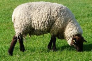 Romania poate exporta carne de oaie si ovine catre Iran; 800.000 de capete in sase luni