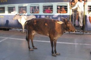 Trenul de mare viteză al Indiei s-a stricat în a doua zi de funcţionare din cauza unei vaci 