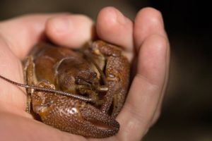 Specie nouă: Racul Bihorean, descoperit de un profesor timişorean