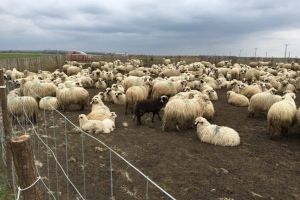 Timişul va vinde 600.000 de oi în Iran