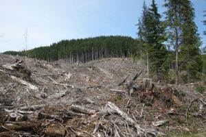 Din pădurile gălăţene s-au furat 18.200 metri cubi de lemn