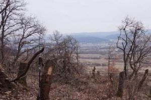 DEZASTRU în cea mai MISTERIOASĂ pădure din lume. Conflict URIAŞ între ecologişti şi proprietari. Care este reacţia autorităţilor