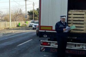 Transport ilegal de porci în Satu Mare, în plină epidemie. TIR cu sute de animale, oprit de poliţişti