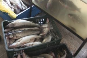 Zeci de kilograme de peşte confiscate de jandarmii din Timişoara