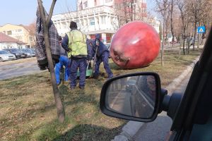 De ce au fost mutate merele gigant de pe Bulevardul Republicii la 4 ani de la amplasarea lor