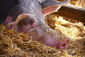 Măsuri de combatere a Pestei Porcine Africane în judeţul Bacău