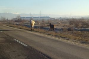 Cai lăsaţi liberi pe centura municipiului