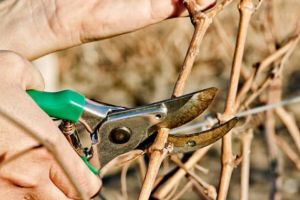Lucrări agricole în repausul vegetativ