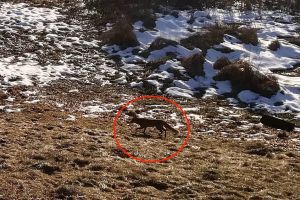 FOTO – Vulpile au ajuns în oraş – Nu se mai tem de oameni şi caută mâncare