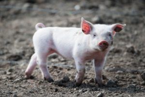 Zece purcei au fost eutanasiati de angajatii DSVSA Maramures. Gospodarul a cumparat patru purcei din judete cu restrictii