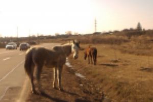 Soseaua Dig Braila – Galati a devenit locul ideal pentru pascutul cailor printre masini