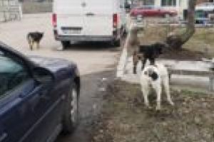 Opoziţia acuză, Torma dezminte! Proiectul adăpostului de câini de la Moldova Nouă are şanse să prindă contur începând cu luna martie!