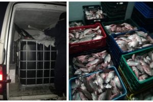Judetul Constanta: Sute de kilograme de peste, descoperite intr-un autoturism. Marfa a fost confiscata