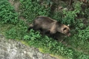 Gospodărie din Târgu-Mureş vizitată de un urs