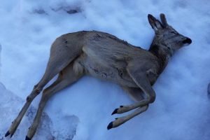Bărbaţi acuzaţi de braconaj după ce au fost prinşi cu două carcase de căprior în maşină